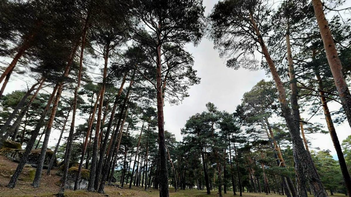 Zona de pinares de Duruelo de la Sierra