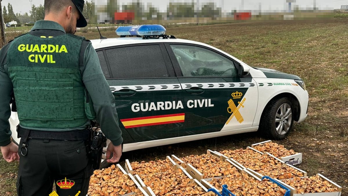 Un agente de la Guardia Civil con los níscalos incautados.