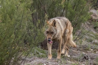 Lobo ibérico en Castilla y León. / EM