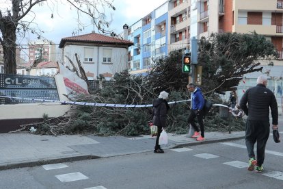 Efectos de las fuertes rachas de viento en Palencia