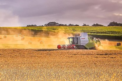 Una cosehadora atraviesa un campo de cereal para recoger el grano