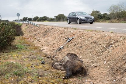 Jabalí muerto en una carretera de Castilla y León.