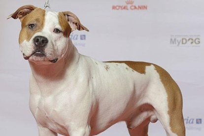 Un perro de raza American Staffordshire Terrier, imagen de archivo