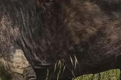 Imagen del animal, localizado en Ávila, con claros síntomas de abandono.