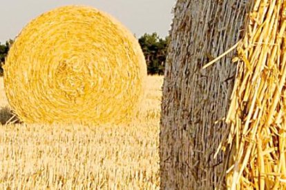Un joven mira al horizonte en una explotación agrícola de cereal.