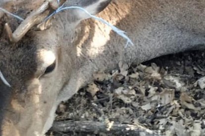 Ejemplar de ciervo muerto en la provincia de Zamora,