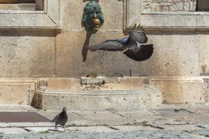 Palomas junto a la fuente de la plaza de la Libertad en la capital burgalesa.