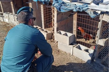 Un agente comprueba el estado de los gallos.