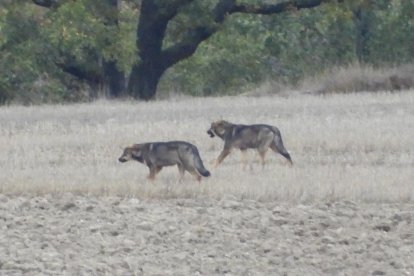 Lobos ibéricos en Castilla y León.