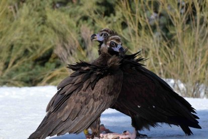 Pareja de buitres negros en la Sierra de la Demanda.- GREFA