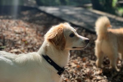 Perro en un parque. - G.O.