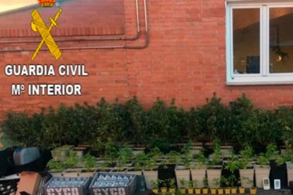 Plantas de marihuana requisadas en la operación.- G.C.