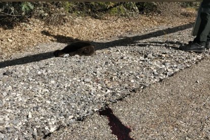 Osezno muerto en la carretera tras ser atropellado entre León y Palencia.-E. M.