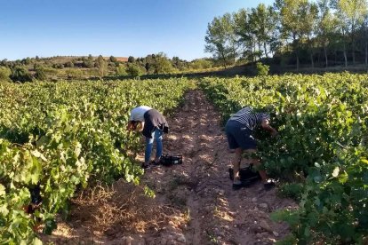 Gran parte de los bodegueros dejarán de lado la retirada de uva ahora y realizarán en septiembre la habitual  vendimia. E.M