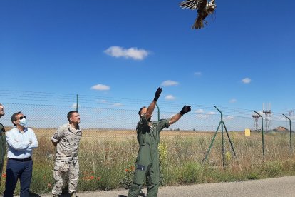 Liberación del Aguilucho Lagunero en Villanubla.- JCyL.