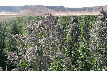 Un campo de quinoa en la provincia palentina durante los últimos coletazos de la campaña.  ITAGRA