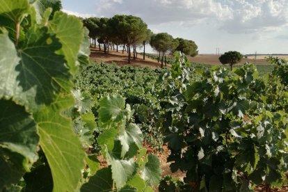 Viñedo de la Ruta del vino de Rueda, en Valladolid. EUROPA PRESS