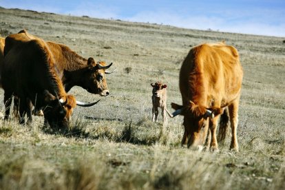 Ganado bovino en una explotación de extensivo. ICAL