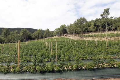 Finca de frambuesas entre El Royo y Vinuesa.-  l.A. tejedor