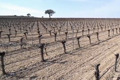 Viñedo de la bodega Cuatro Rayas, perteneciente a la denominación de origen Rueda. EL MUNDO