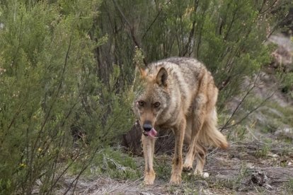 Lobo ibérico en Castilla y León. / EM