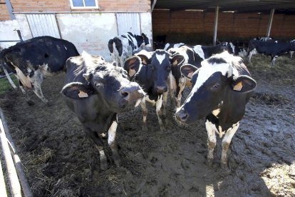 Tres vacas lecheras de una explotación de vacuno de la provincia de Palencia miran a la cámara. / ICAL