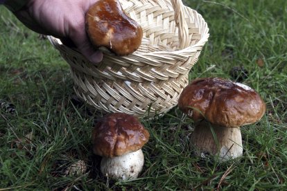 La recolección de boletus como los de la imagen se verá dificultada este año por la ausencia de lluvias. - ICAL