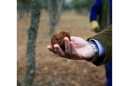 Trufas recogidas en Soria en una imagen de archivo - HDS