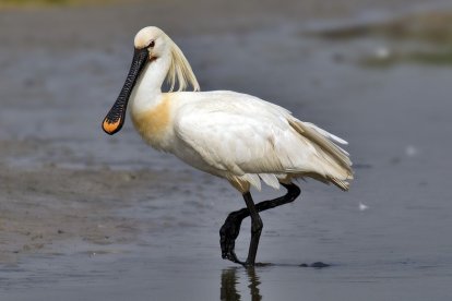 La garza espátula común. -W.