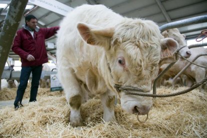 Un veterinario examina a un ejemplar en una granja de vacuno. / ECB