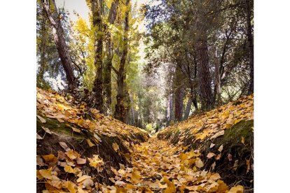 Castilla y León ofrece rutas y planes para disfrutar del espectáculo de la naturaleza en esta época del año. -E.M.