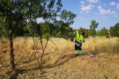 Un brigadista forestal realiza trabajos de prevención de incendios.- E. PRESS