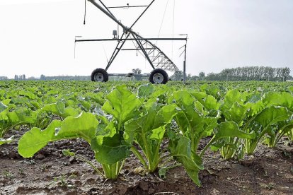 Campo de remolacha en la localidad vallisoletana de Herrera de Duero. / EL MUNDO