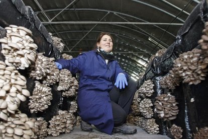 La cooperativa Cemichamp produce cerca de 200.000 kilos de ‘La seta del Moncayo’ . - Mario Tejedor