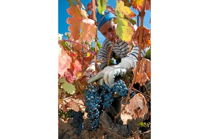 Una trabajadora temporera en las labores de la vendimia en la localidad burgalesa de Sotillo de la Ribera. ICAL