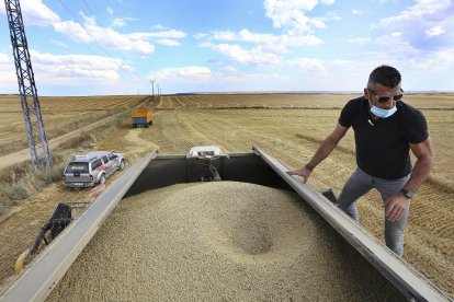 El maquinista y dueño de cosechadora, Sergio Hoyos, comprueba la cebada recién recogida en la tolva de la máquina al inicio de una campaña que promete dar muy buenos resultados. / BRÁGIMO / ICAL