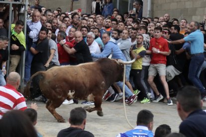 Toro Enmaromado de Benavente