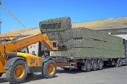 Una máquina coloca las balas de alfalfa deshidratada sobre un remolque. (AEFA)