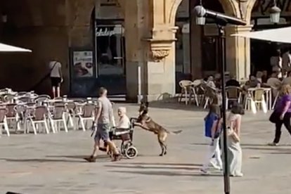 Imagen del vídeo de Arde Bogotá donde el perro empuja a la silla de ruedas. / 'X'