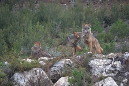 Ejemplares de lobo ibérico.- EUROPA PRESS