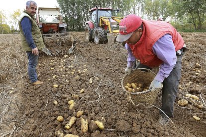 Cosecha de Patatas en Palencia El agricultor Luis Ángel Varón en su finca de patatas cercana a Ventosa de Pisuerga (Palencia)