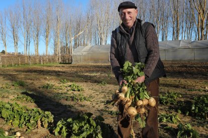 José Carlos González recoge nabos en una parcela cerca de Monzón de Campos (Palencia).- ICAL