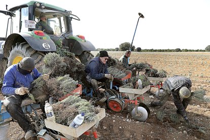 Trabajadores de la Cooperativa Palentina de Aromáticas en la máquina plantadora de lavanda. Brágimo / ICAL