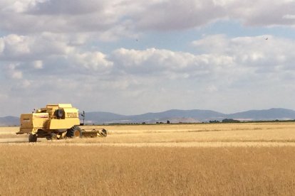 Campo de cereales. Imagen de archivo. | Europa Press