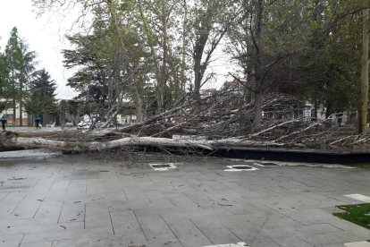 Caída de un árbol en el Parque de los Jardinillos de Palencia por las fuertes rachas de viento - ICAL