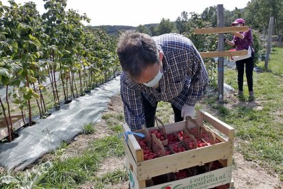 Los productores de frambuesas de El Royo están satisfechos después de una campaña muy prolífica que arrancó a finales del mes de junio. | V. GUISANDE.