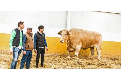 Alberto, Luis y Jorge Guijarro contemplan las hechuras del animal, de raza blonda de Aquitania, que pace en una ‘suite’ de lujo de 700 metros de superficie con todo tipo de comodidades. / LA POSADA