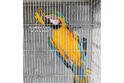 La Guardia Civil de Zamora investiga a dos personas que tenían varias aves protegidas sin su correspondiente documentación, en la imagen, un ejemplar de Guacamayo.- G.C. ZAMORA