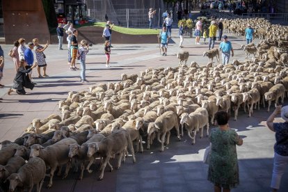 Un rebaño trashumante atraviesa el centro de Soria y atrae las fotografías de quienes disfrutan del sonido de los esquilos y una estampa que evoca otros tiempos.  -HDS