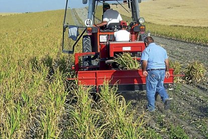 Tres agricultores cosechan ajos, uno de los productos que más incrementó su precio entre origen y destino. / E. M.